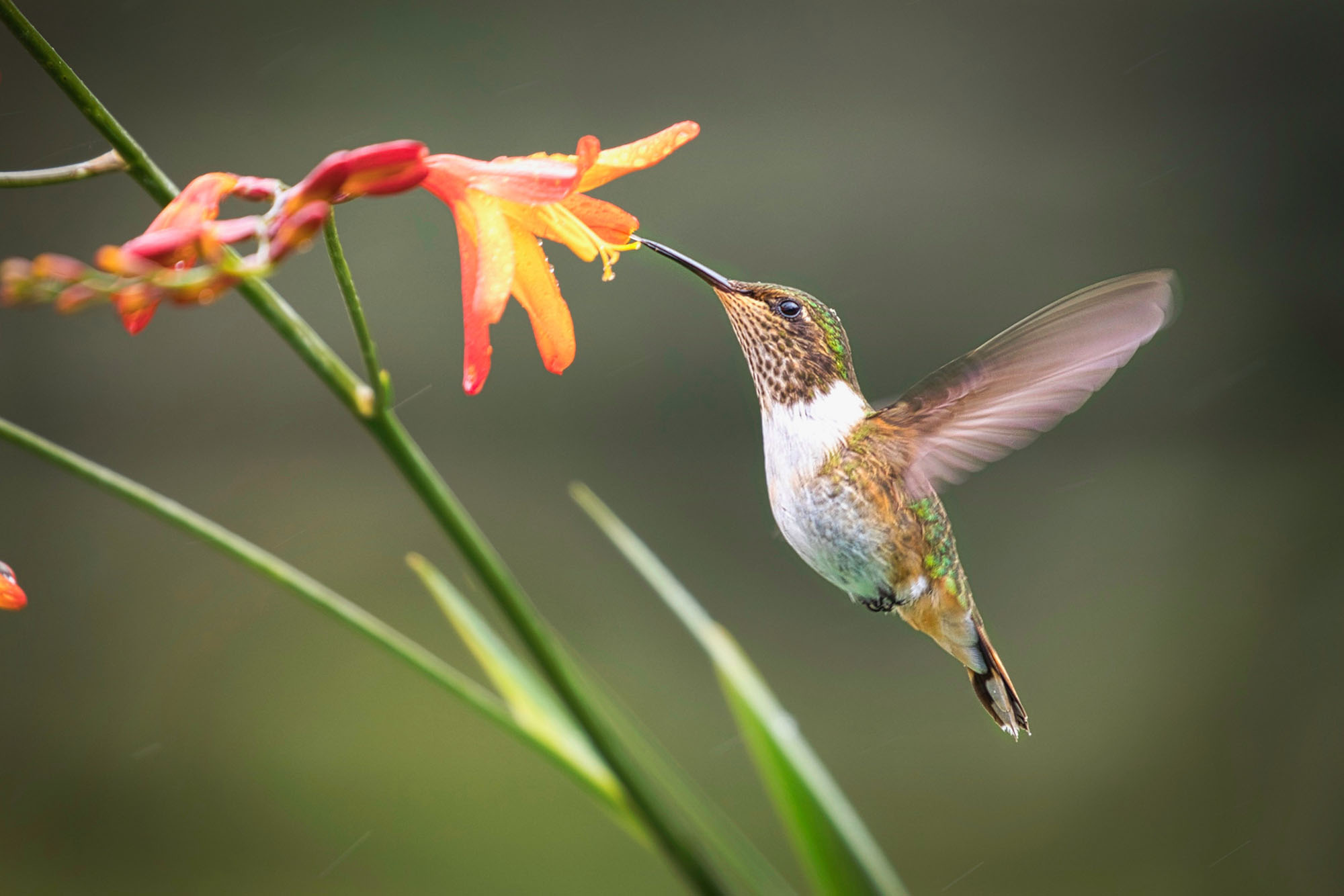The hummingbird